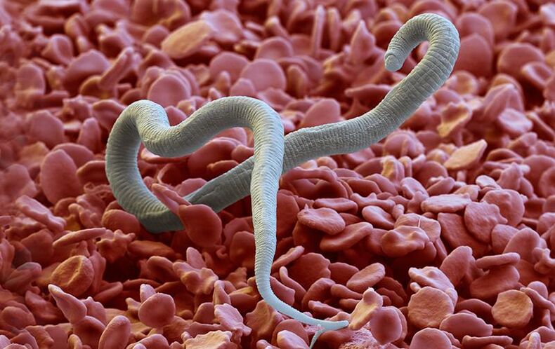 Dirofilaria - un parasito que penetra na pel a través de picaduras de insectos