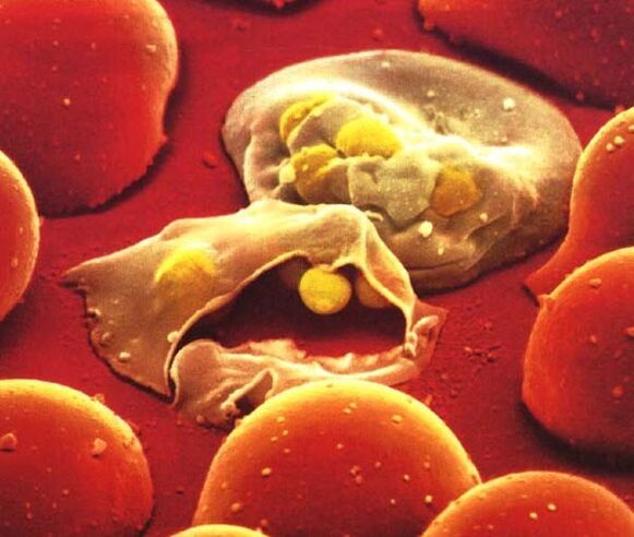 o parasito máis simple da malaria Plasmodium