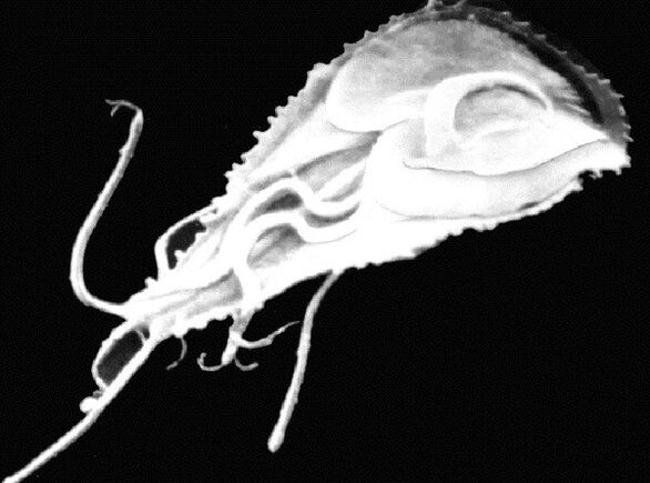 Giardia é un protozoo parasito. 